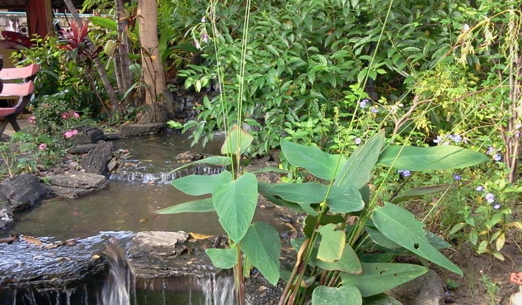 Naruncha Green House Τσιάνγκ Μάι Εξωτερικό φωτογραφία
